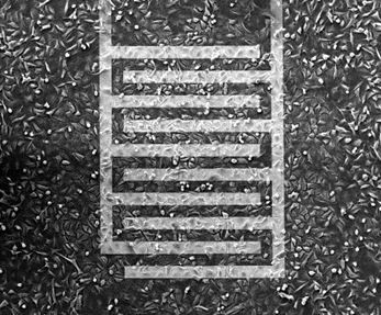 Example of cells growing on interdigitated electrodes